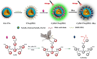 Graphical abstract: Dye-sensitized lanthanide-doped upconversion nanoprobes for homocysteine sensing in human serum and living cells via a spatial optimization strategy