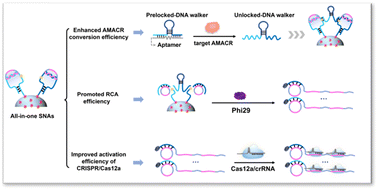 Graphical abstract: Programmable spherical nucleic acids integrated with MOF-confined copper nanoclusters facilitate electrochemiluminescence detection of prostate-specific biomarkers