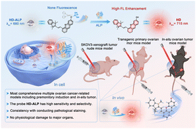 Graphical abstract: HD-ALP fluorescent probe: a high-sensitivity tool for alkaline phosphatase imaging and preclinical diagnosis in three ovarian cancer models