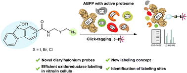 Graphical abstract: A general approach for activity-based protein profiling of oxidoreductases with redox-differentiated diarylhalonium warheads