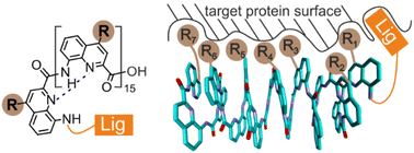 Graphical abstract: Structure-based design of an aromatic helical foldamer–protein interface