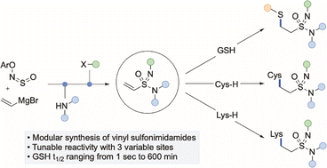 Graphical abstract: Synthesis and functionalization of vinyl sulfonimidamides and their potential as electrophilic warheads