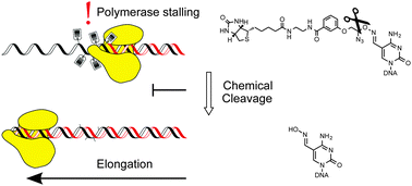 Graphical abstract: Chemical biology of genomic DNA: minimizing PCR bias