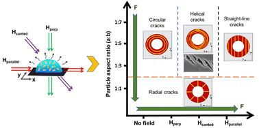 Graphical abstract: Crack control in dried ferro-colloidal droplets: effect of particle aspect-ratio and magnetic field orientations