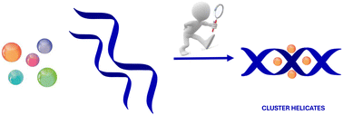 Graphical abstract: Cluster helicates: promising functional materials