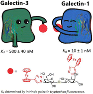 Graphical abstract: Ferrocene- and ruthenium arene-containing glycomimetics as selective inhibitors of human galectin-1 and -3