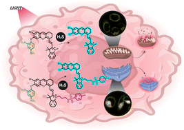 Graphical abstract: Organelle-targeting activity-based hemicyanine derivatives for enhanced and selective type-I photodynamic therapy under hypoxia conditions
