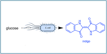 Graphical abstract: A microbial factory for bio-indigo synthesis: demonstration of sustainable denim dying