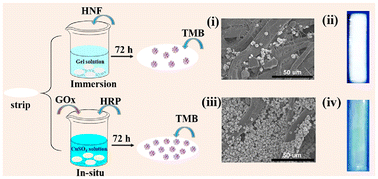Graphical abstract: In situ growth of enzyme-inorganic hybrid nanoflowers on paper strips for the visual detection of saliva-level glucose