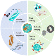 Graphical abstract: Structural modification strategies for ferritin nanoparticles and their applications in biomedicine: a narrative review