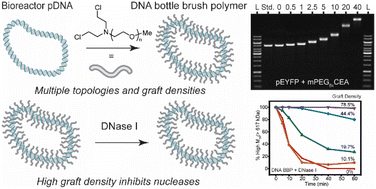 Graphical abstract: Generation of topologically defined linear and cyclic DNA bottle brush polymers via a graft-to approach