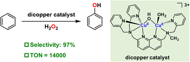 Graphical abstract: Selective hydroxylation of benzene to phenol via CuII(μ-O˙)CuII intermediate using a nonsymmetric dicopper catalyst