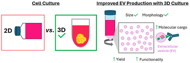 Graphical abstract: Advancing extracellular vesicle production: improving physiological relevance and yield with 3D cell culture