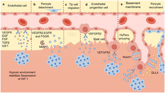 Graphical abstract: Hydrogel–exosome complexes: a novel strategy for cardiovascular regeneration