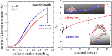 Graphical abstract: Knotting and adsorption of end-grafted active polymers