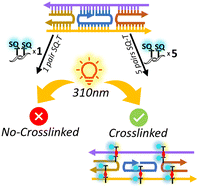 Graphical abstract: Site-specific photo-crosslinking in a double crossover DNA tile facilitated by squaraine dye aggregates: advancing thermally stable and uniform DNA nanostructures