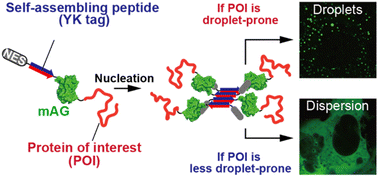 Graphical abstract: Intracellular evaluation of protein droplet-forming capability using self-assembling peptide tags