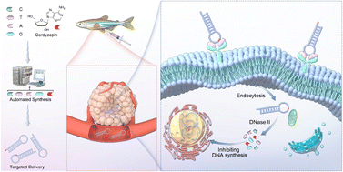 Graphical abstract: Cordycepin: a dual-function molecular element for aptamer engineering with enhanced anticancer activity