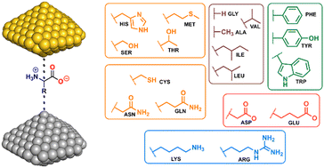 Graphical abstract: Noncovalent binding phenomena in the adsorption of amino acids on Ag/Au surfaces: a theoretical approach