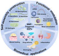 Graphical abstract: Matrix metalloproteinase-triggered self-assembling peptides for biomedical applications