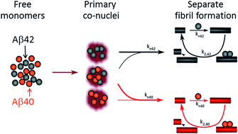 The Aβ40 and Aβ42 peptides self-assemble into separate homomolecular ...