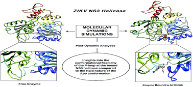 Delving Into Zika Virus Structural Dynamics A Closer Look At Ns Helicase Loop Flexibility And