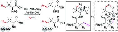 Synthesis of amino acids and peptides with bulky side chains via ligand ...