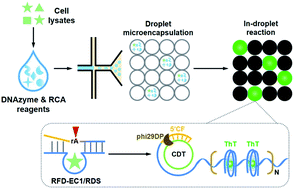 Single bacteria detection by droplet DNAzyme-coupled rolling circle ...