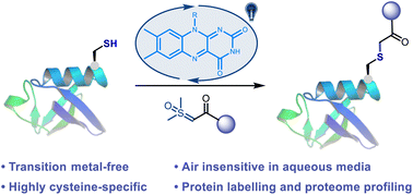 The thiol-sulfoxonium ylide photo-click reaction for bioconjugation ...