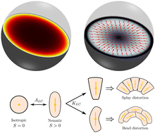 Activity-driven tissue alignment in proliferating spheroids - Soft ...