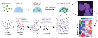 Controlling placental spheroid growth and phenotype using engineered ...