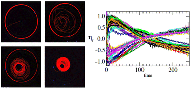 Active chiral dynamics and boundary accumulation phenomenon in confined ...