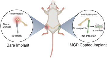 Biocompatible Quaternary Pullulan Functionalized 2D MoS2 Glycosheet ...