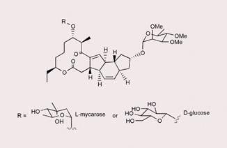 Graphical abstract: Engineered biosynthesis of novel spinosyns bearing altered deoxyhexose substituents