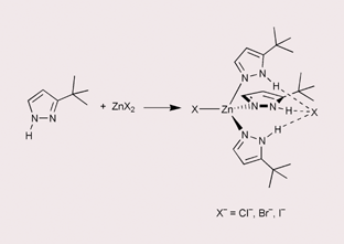 Graphical abstract: 3{5}-tert-Butylpyrazole is a ditopic receptor for zinc(ii) halides
