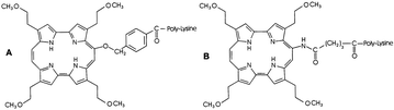 Graphical abstract: Photoinactivation of bacterial strains involved in periodontal diseases sensitized by porphycene–polylysine conjugates