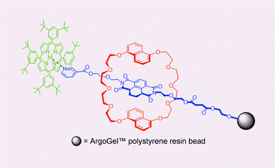 Graphical abstract: A self-assembling polymer-bound rotaxane under thermodynamic control