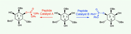 Graphical abstract: Nonenzymatic peptide-based catalytic asymmetric phosphorylation of inositol derivatives