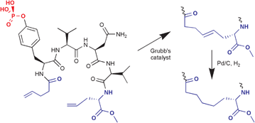 Graphical abstract: Cyclic phosphopeptides for interference with Grb2 SH2 domain signal transduction prepared by ring-closing metathesis and phosphorylation