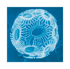 Graphical abstract: Materials that naturally assemble themselves