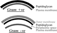 Graphical abstract: Photosensitized inactivation of microorganisms