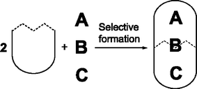 Graphical abstract: Coencapsulation of three different guests in a cylindrical host