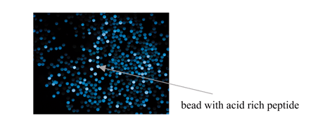 Graphical abstract: Peptide damage under Fenton conditions is sequence-dependent