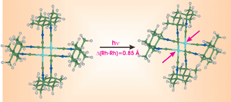 Graphical abstract: A very large Rh–Rh bond shortening on excitation of the [Rh2(1,8-diisocyano-p-menthane)4]2+ ion by time-resolved synchrotron X-ray diffraction