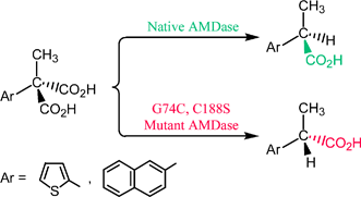 Graphical abstract: Inversion of enantioselectivity of asymmetric biocatalytic decarboxylation by site-directed mutagenesis based on the reaction mechanism