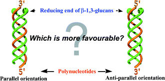 Graphical abstract: Parallel vs. anti-parallel orientation in a curdlan/oligo(dA) complex as estimated by a FRET technique