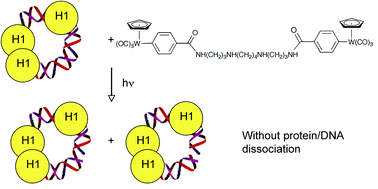 Graphical abstract: Selective targeting of DNA for cleavage within DNA–histone assemblies by a spermine–[CpW(CO)3Ph]2 conjugate