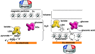 Graphical abstract: Hydrophobic magnetic nanoparticles induce selective bioelectrocatalysis
