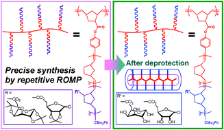 Graphical abstract: Precise synthesis of poly(macromonomer)s containing sugars by repetitive ring-opening metathesis polymerisation