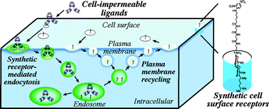 Graphical abstract: Synthetic mimics of mammalian cell surface receptors: prosthetic molecules that augment living cells